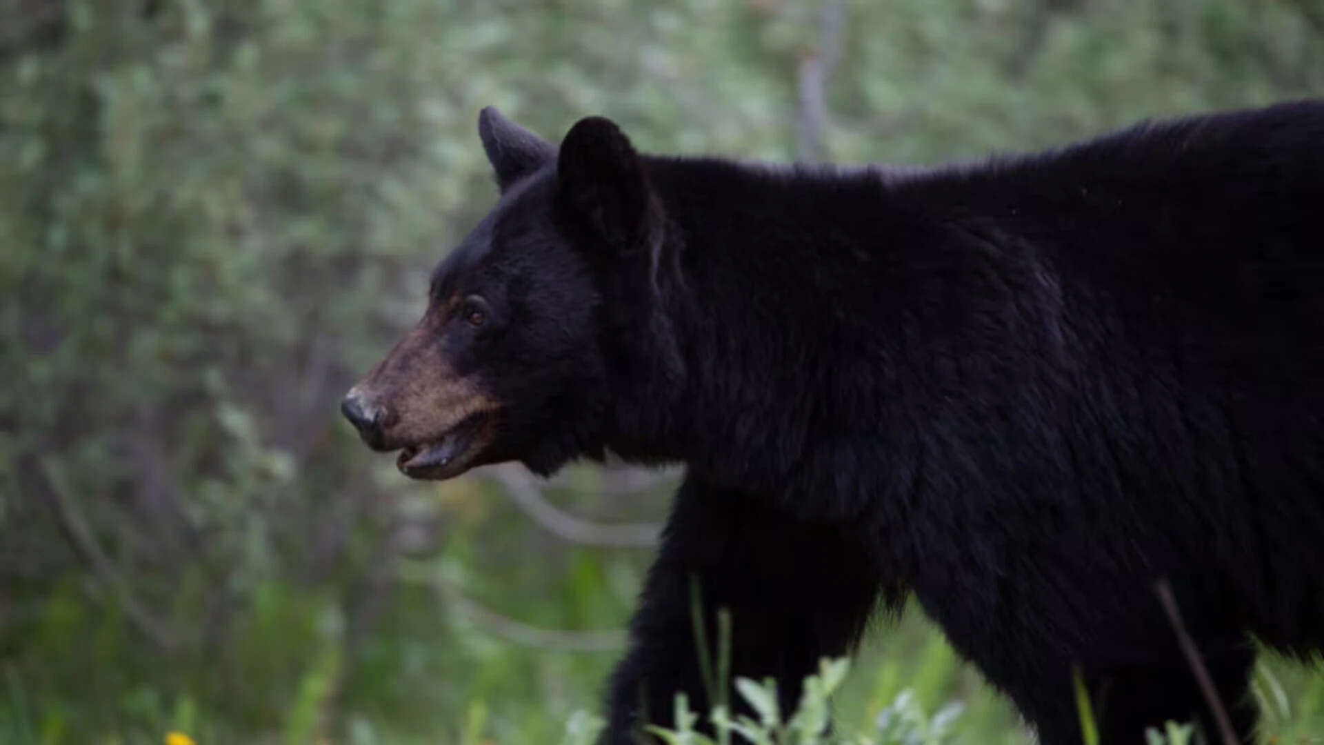 Indian man killed in rare bear attack in Canada; last fatal incident reported 6 years ago