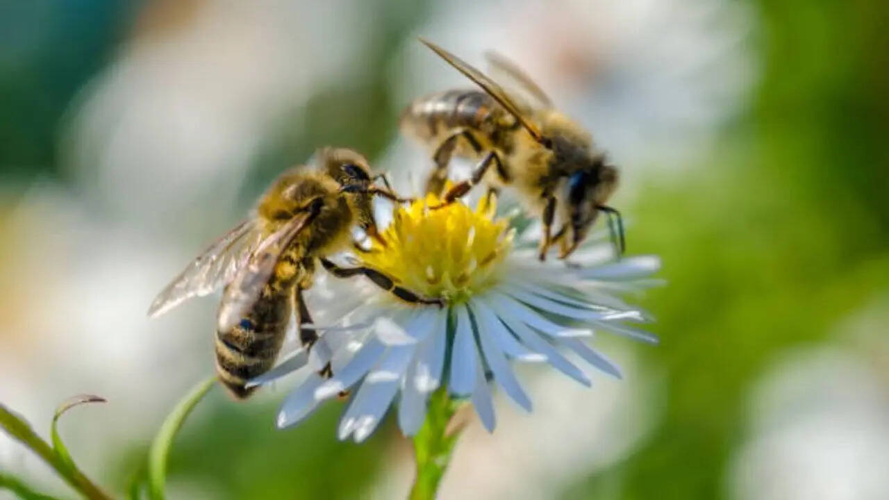 When temperatures rose by 6°C and water stress was applied simultaneously, nectar volume per flower dropped by 60 per cent