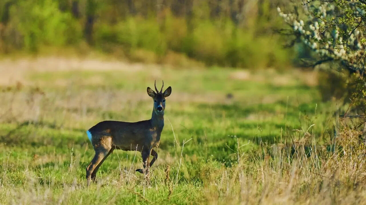 Deer in an open field