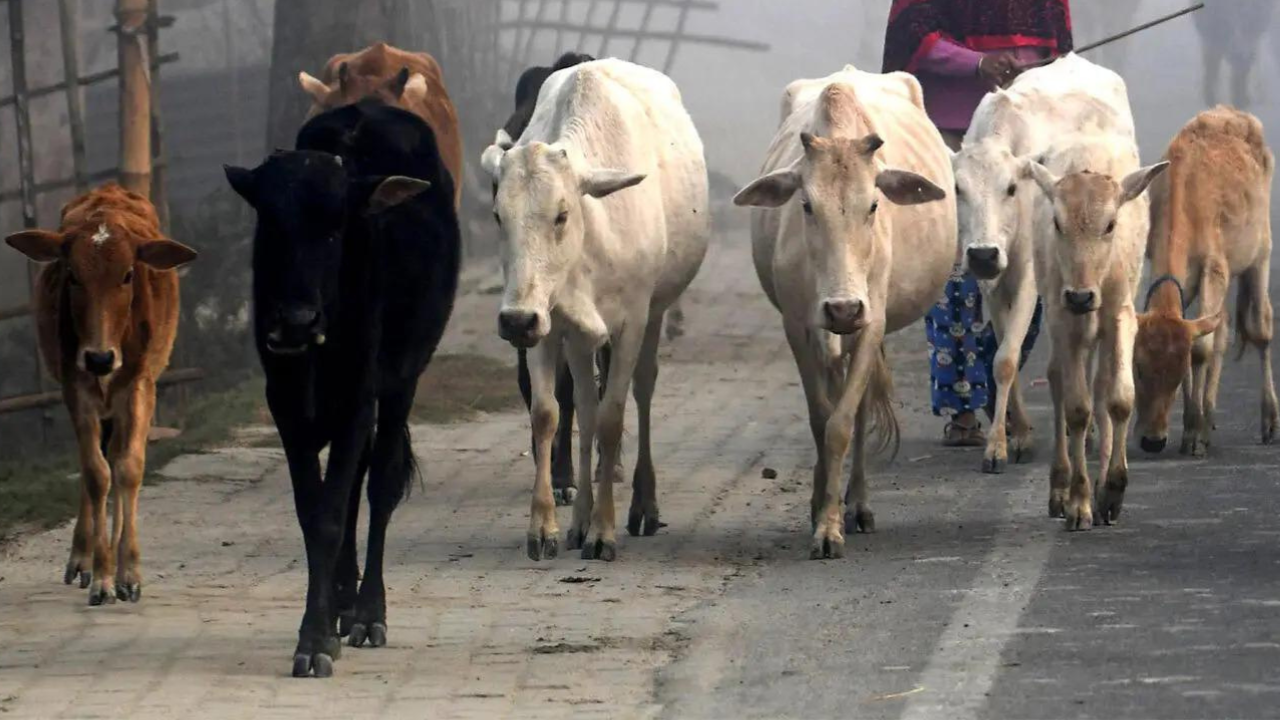 Bengal's new govt bans public slaughter of cattle and buffalo, mandates official fitness certificate