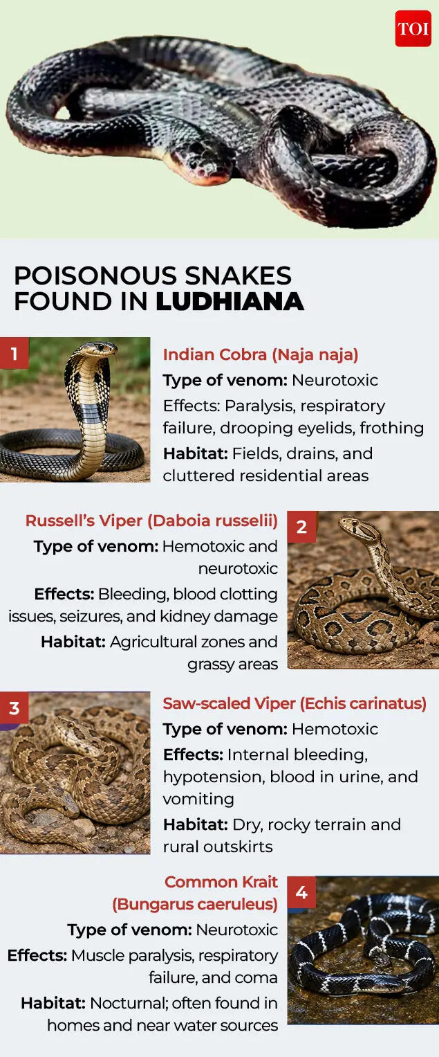 Snake type in Ludhiana