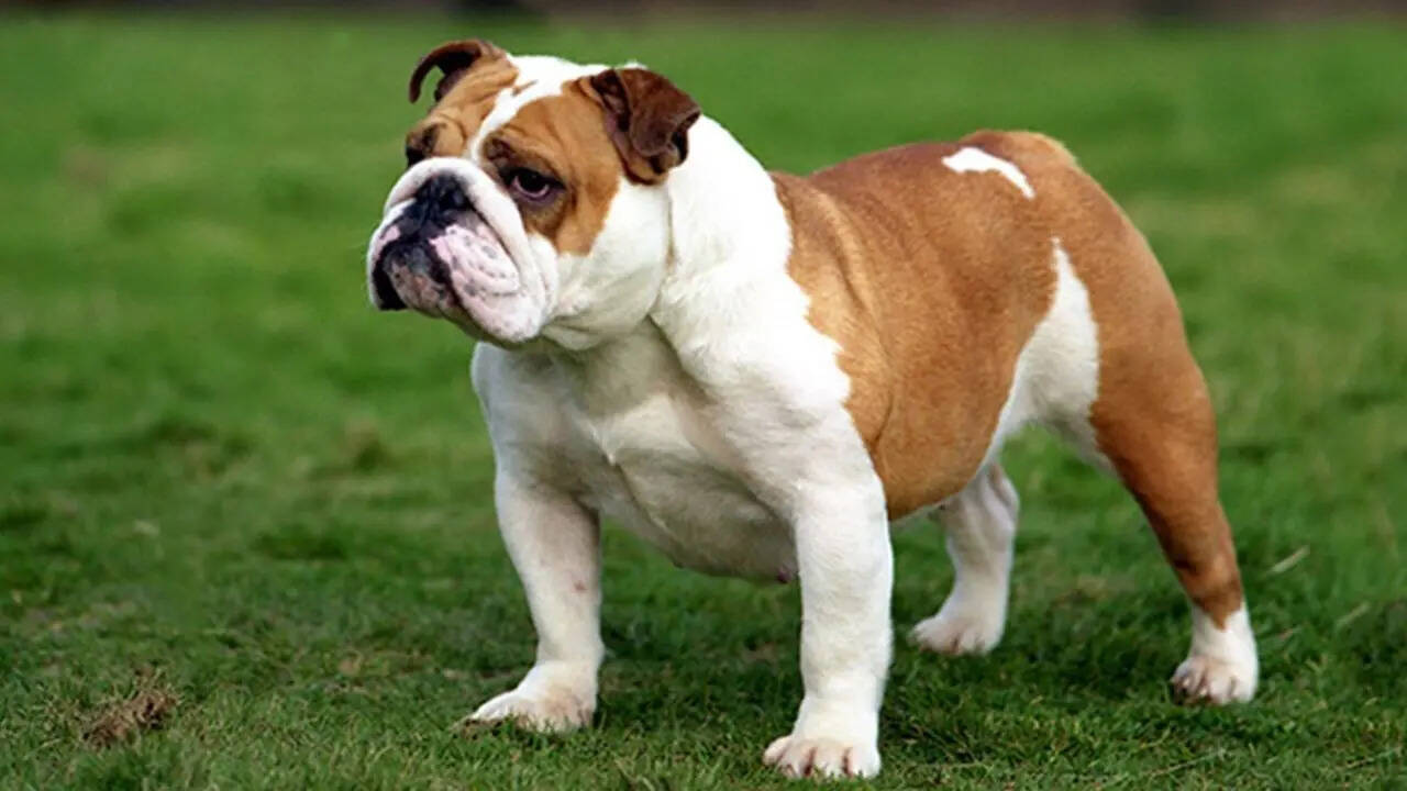 English Bulldog