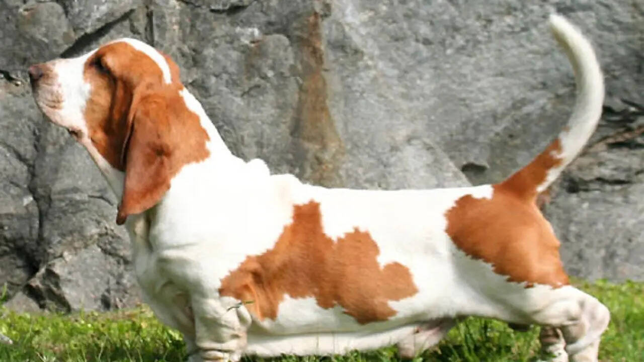 Basset Hound