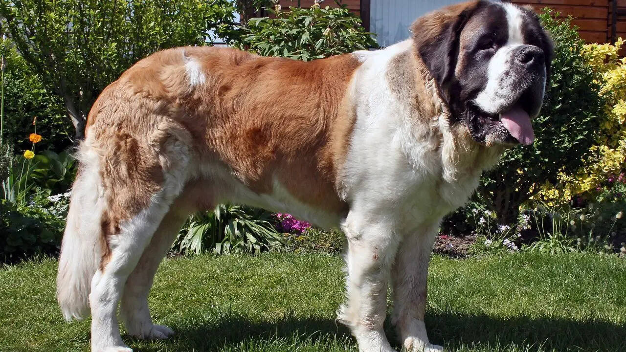 Saint Bernard