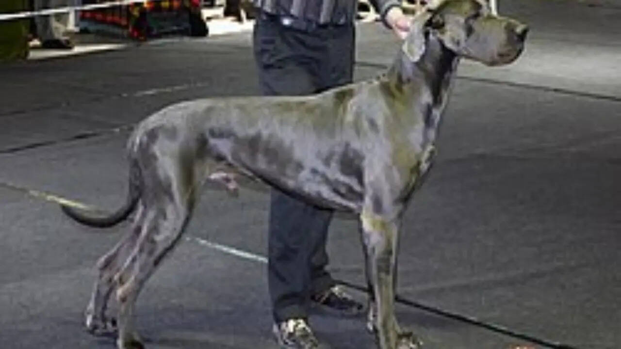 Great Dane