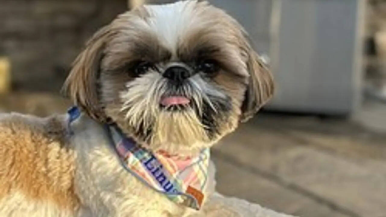 Shih Tzu