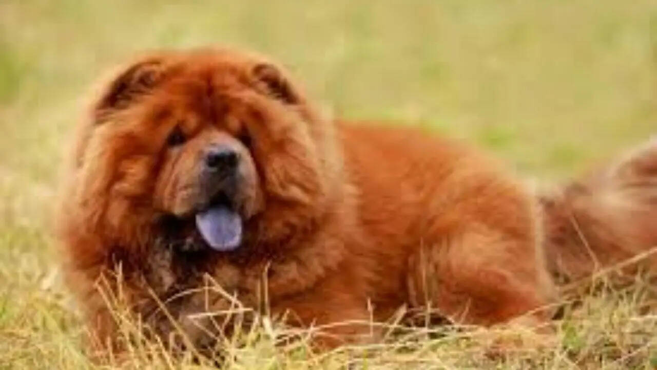 Chow chow
