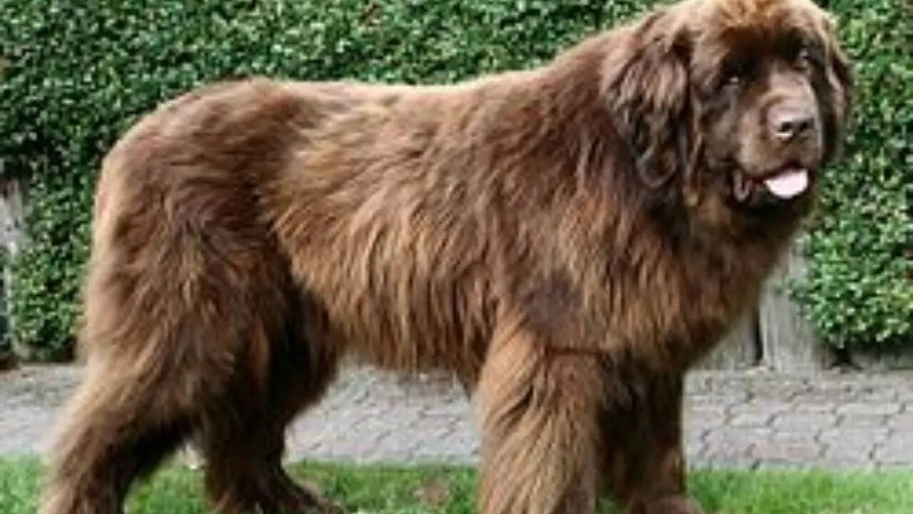 Newfoundland