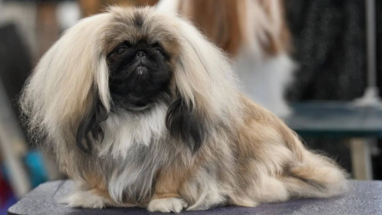 Pekingese
