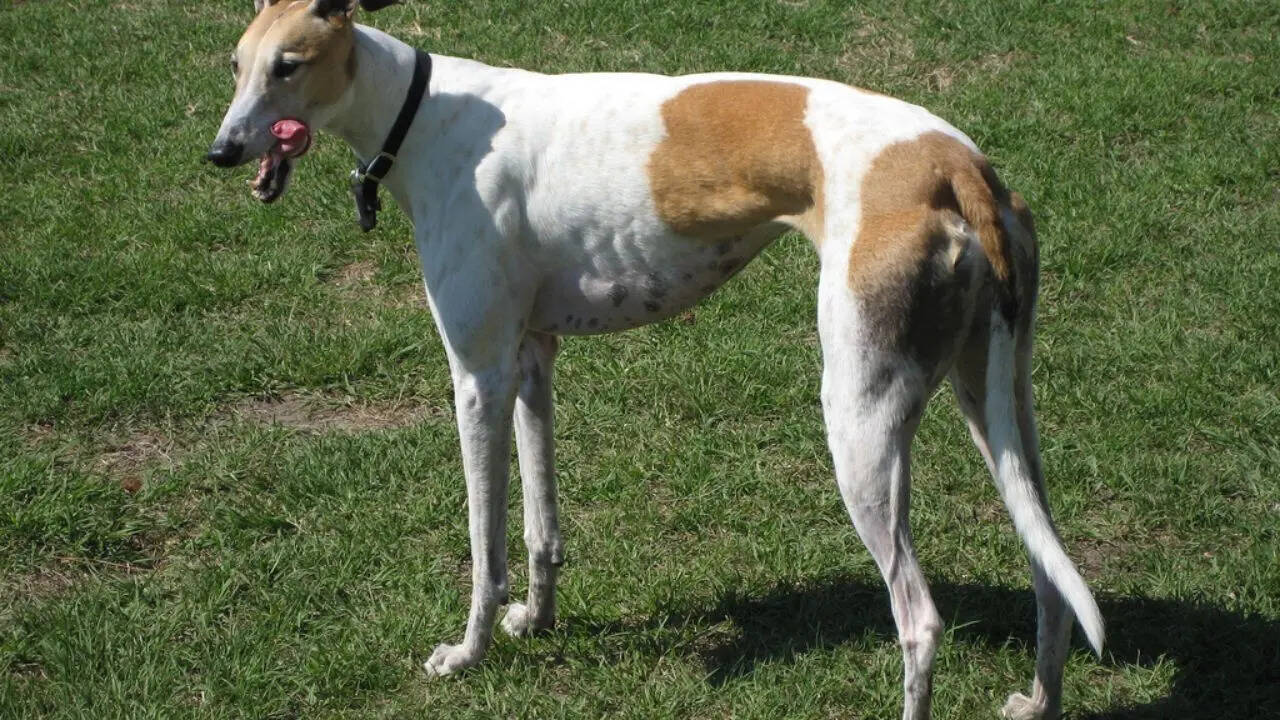 Greyhound