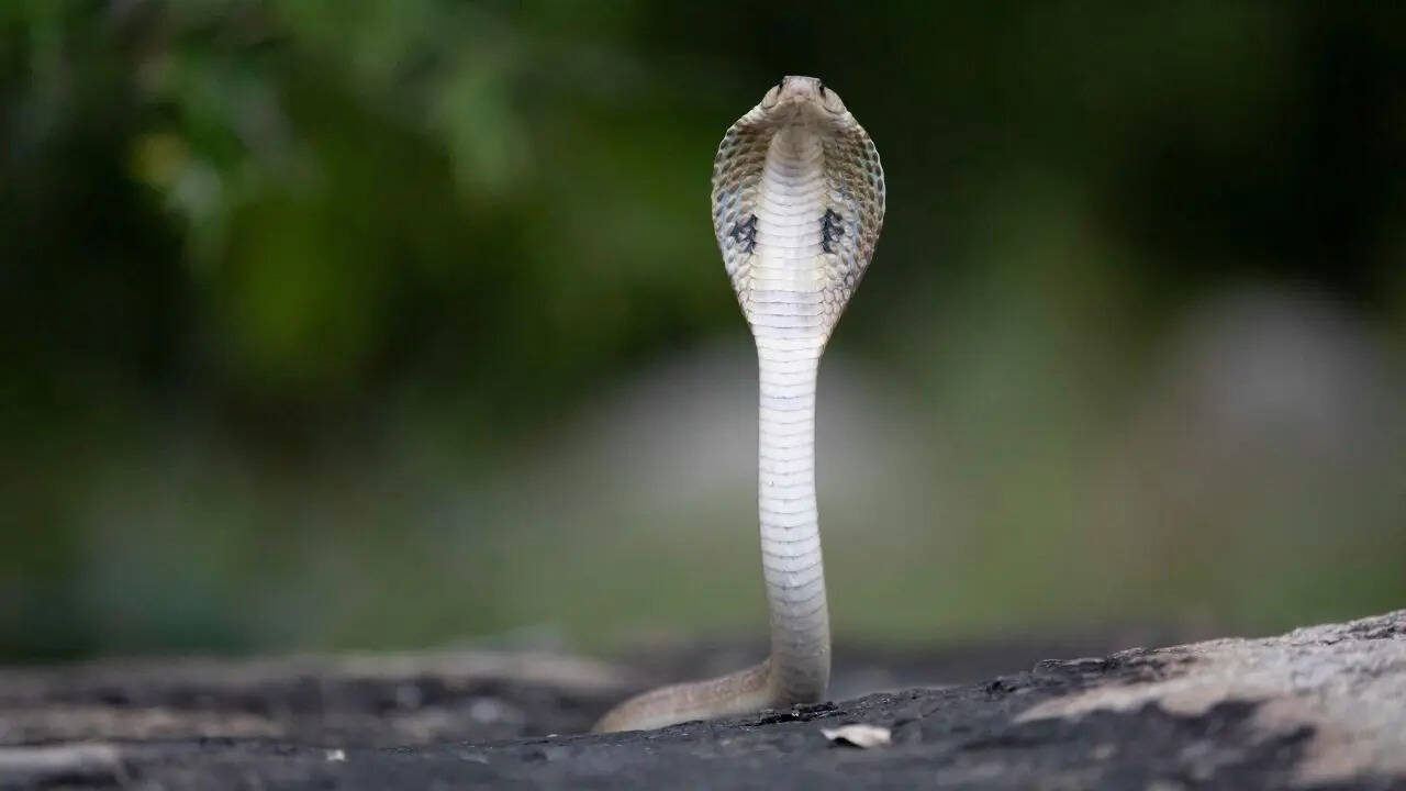 Indian Cobra