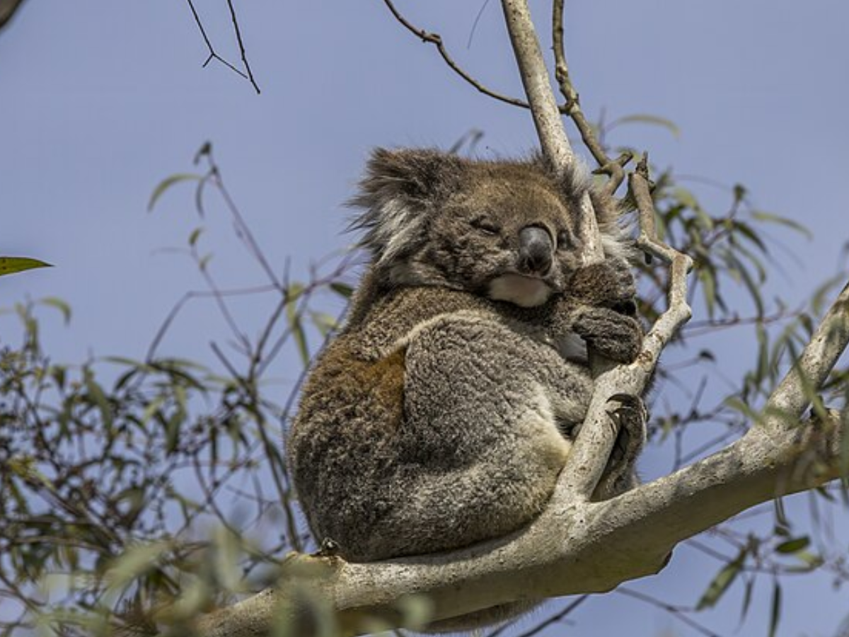 Koala with joey in a tree