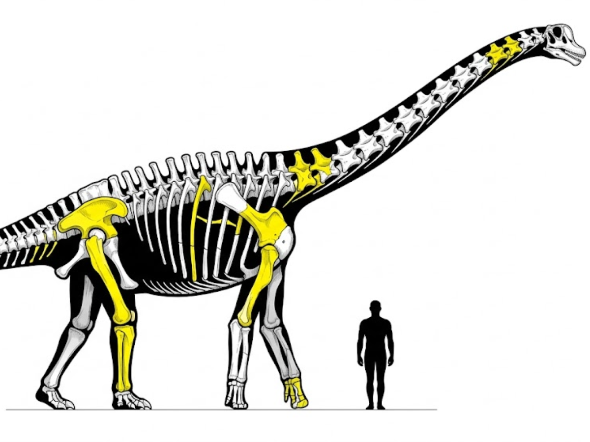Nagatitan chaiyaphumensis