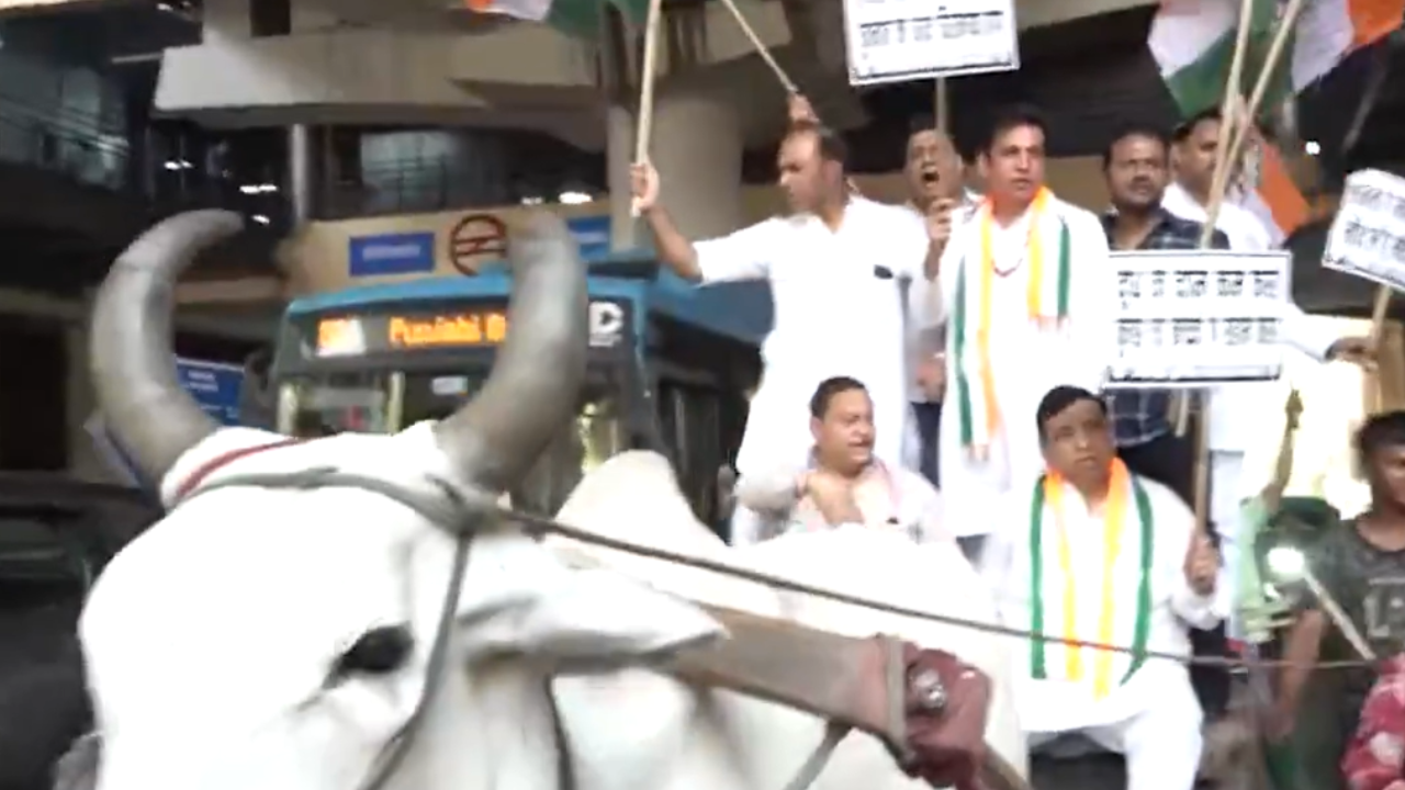 ‘People are forced to travel in bullock carts’: Congress stages protest over fuel, milk price hike