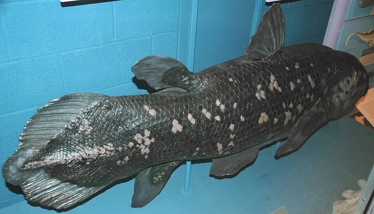 Latimeria_chalumnae_(model)_(coelacanth)_2_(15717251761)