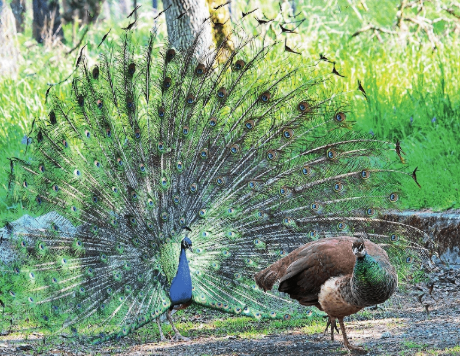 TRY AFTER LUNCH! Scientists have found the female among bird species can see colours differently than males, using this power to choose the most vibrant and healthy mate