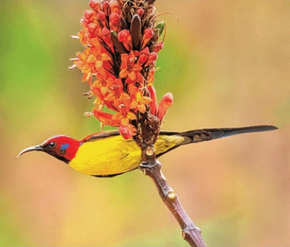HANGING OUT: The fire-tailed sunbird lives in Himalayan rhododendrons and conifers