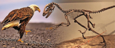THE REAL JURASSIC ARK: The Deinonychus dinosaur (R), as the fossil record shows, could grow upto 11 feet long, leaping and pinning down its prey — many modern birds also show several of these characteristics