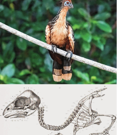 ON THE FAMILY TREE: There are strong resemblances between South America’s hoatzins and ancestors