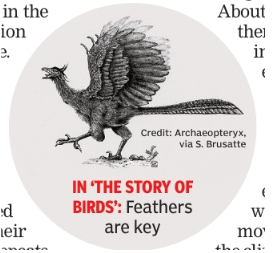 IN ‘THE STORY OF BIRDS’: Feathers are key