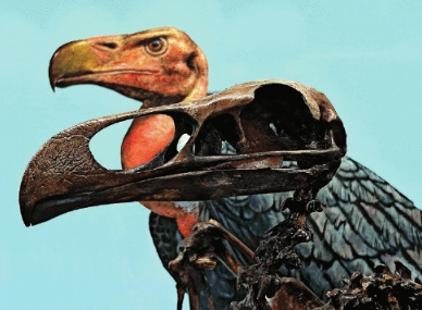 ROOTS & BRANCHES: Scientists study the extinct teratorn bird of prey which faced climate change