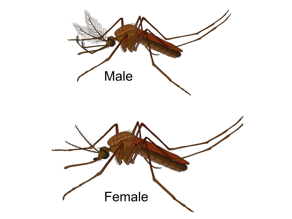 mosquito fly was first identified in Iceland