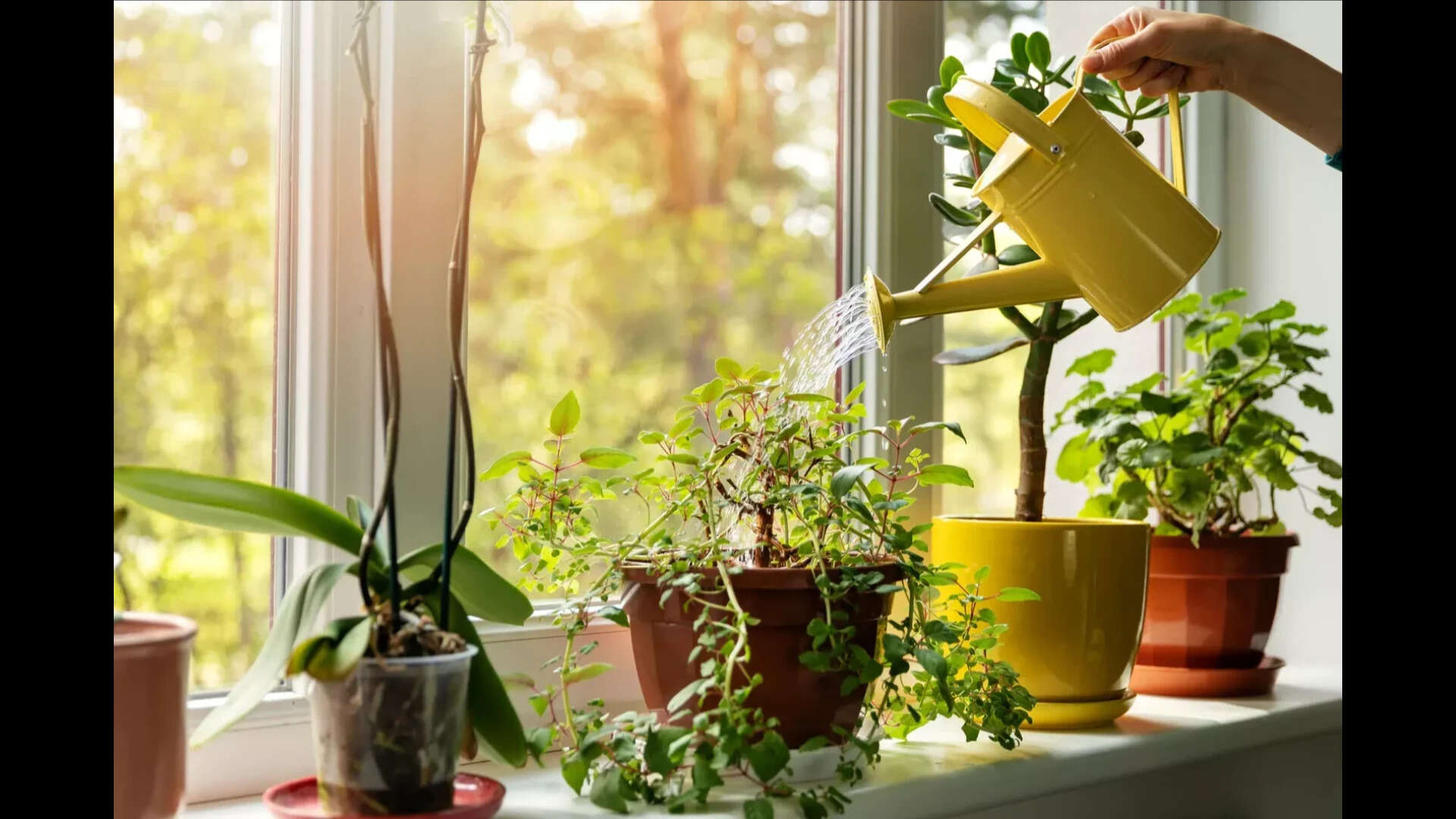 plant watering