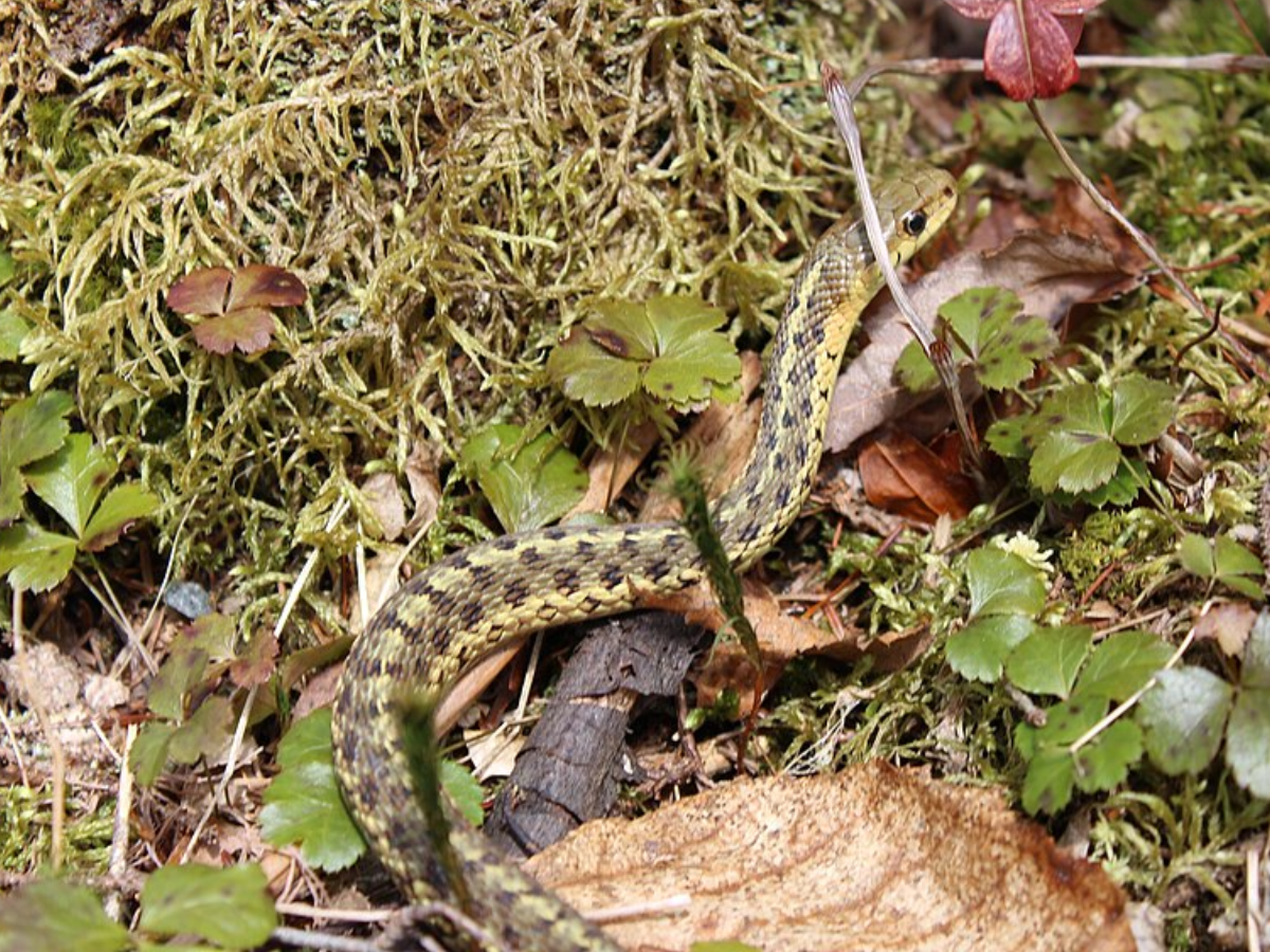 snake