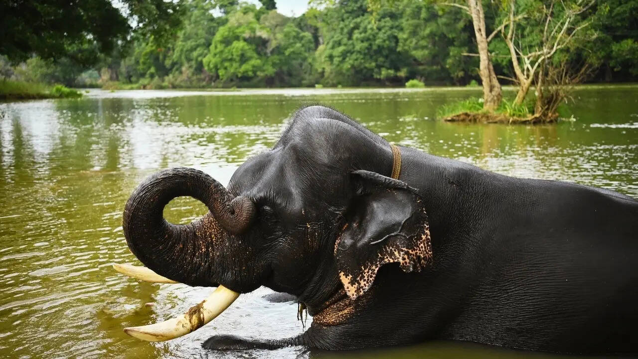 Karnataka’s Dubare elephant camp tragedy: 5 rules to follow in presence of wildlife