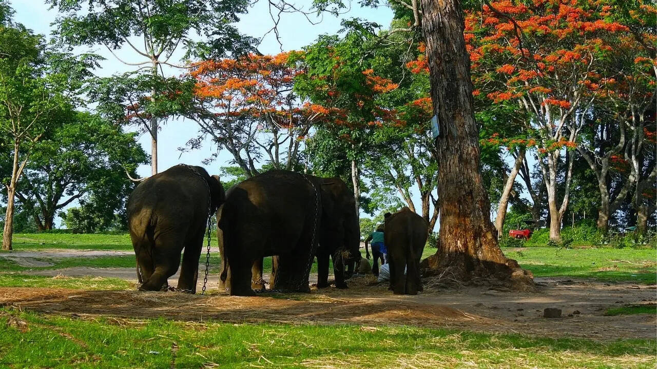 Elephants at Dubare