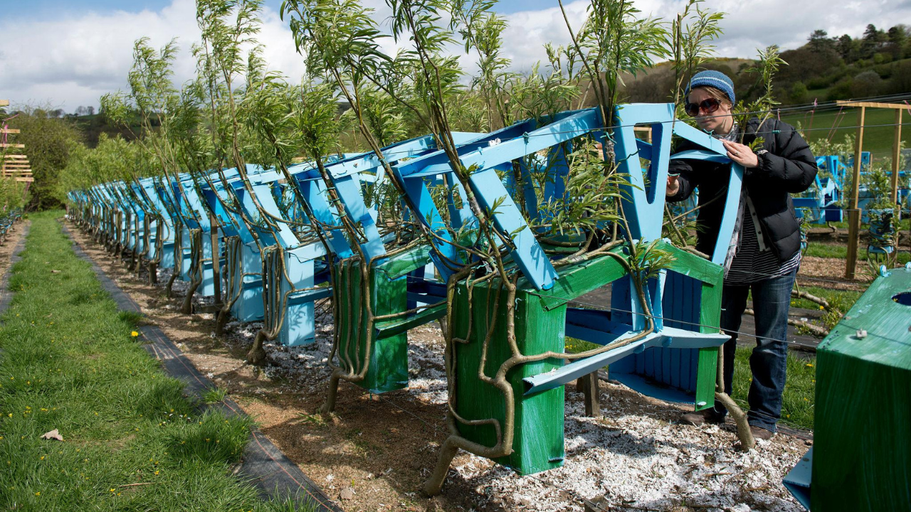 Como um casal do Reino Unido cultiva cadeiras a partir de árvores vivas