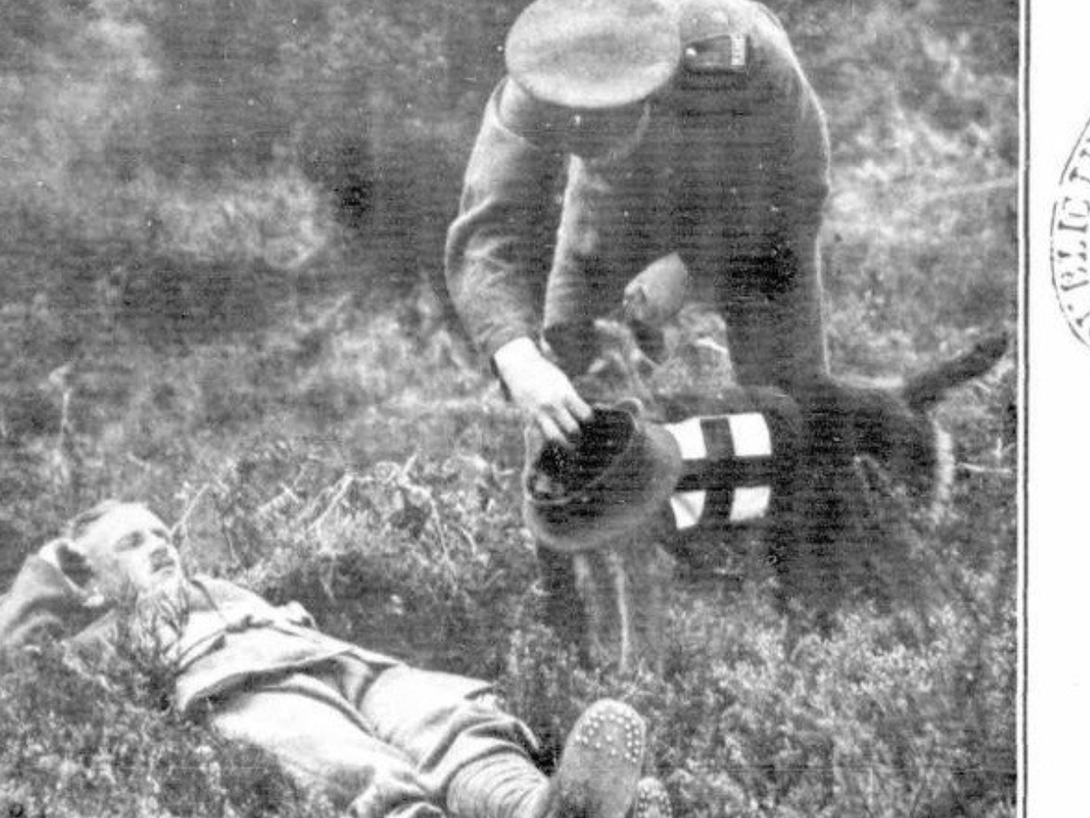 ​Field Ambulance and dog at work