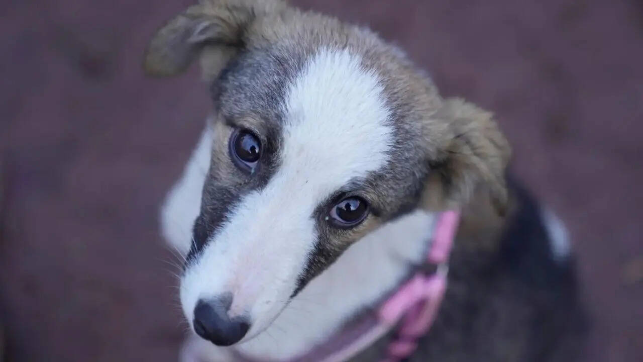 Why SC refused to recall its stray dog relocation order: ‘Can’t remain oblivious to harsh realities’
