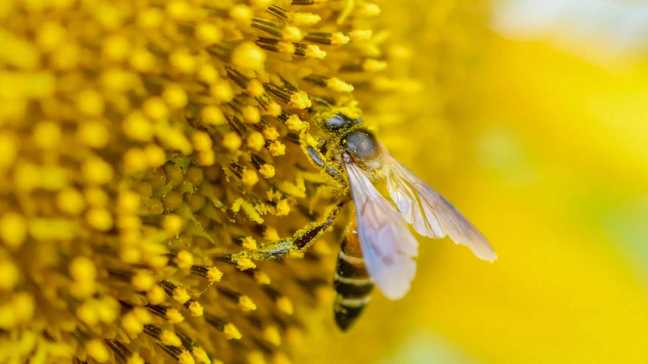 As bee population collapses, US apiarists fear research cuts