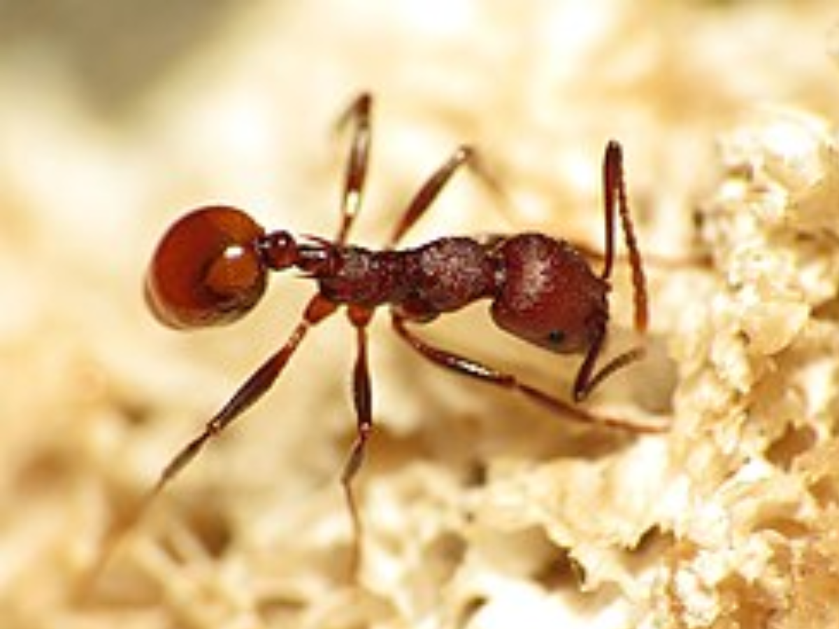 Ant enjoy a treat
