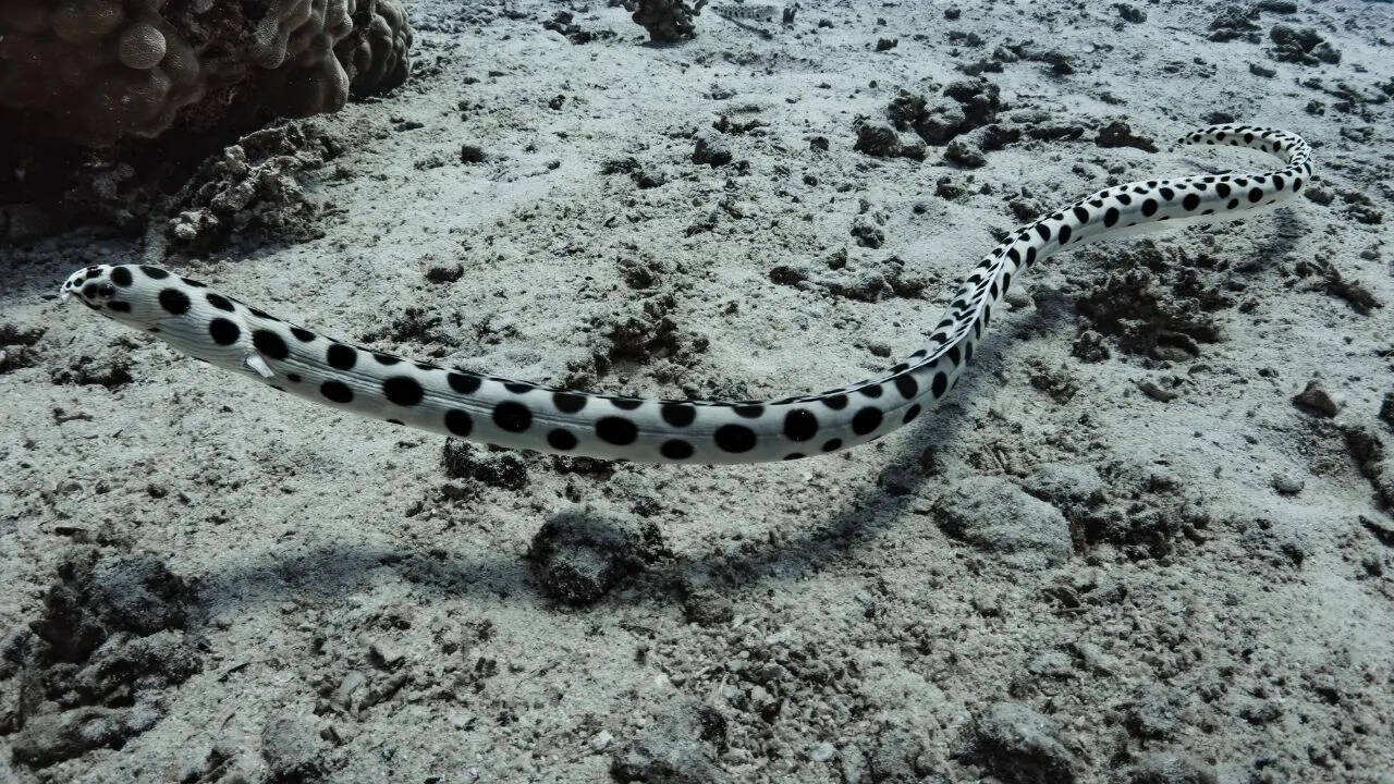 Top 5 snake-filled waters in New York: From Lake Champlain to Oneida Lake