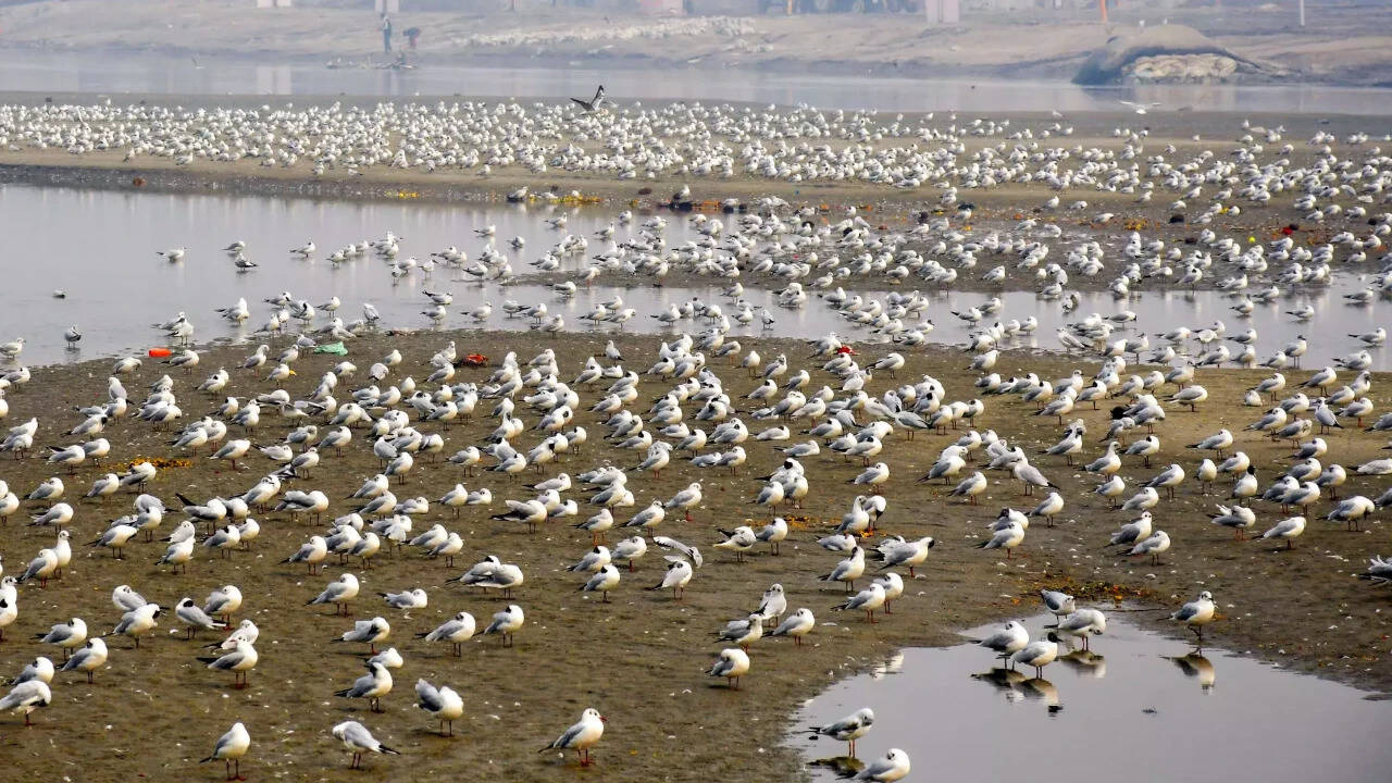 Seabird habitats shrink as ocean heats up: Study