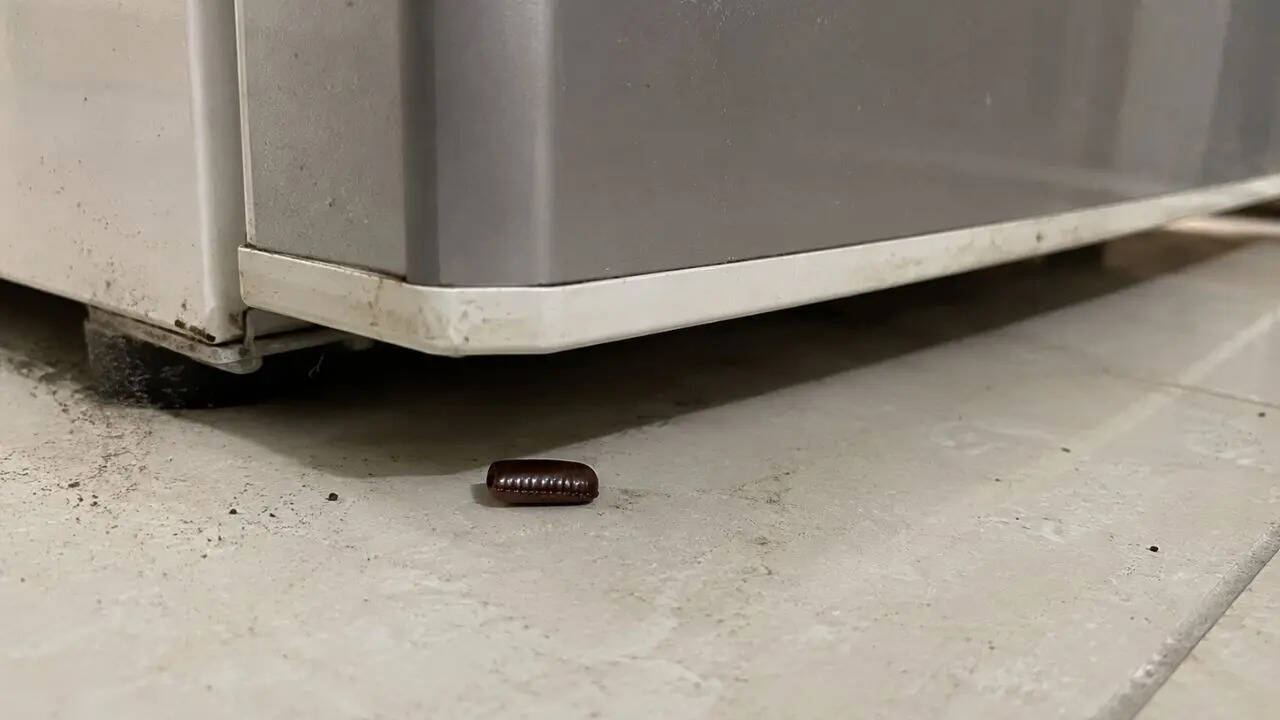 Cockroach eggs at home: 7 signs and places you should check