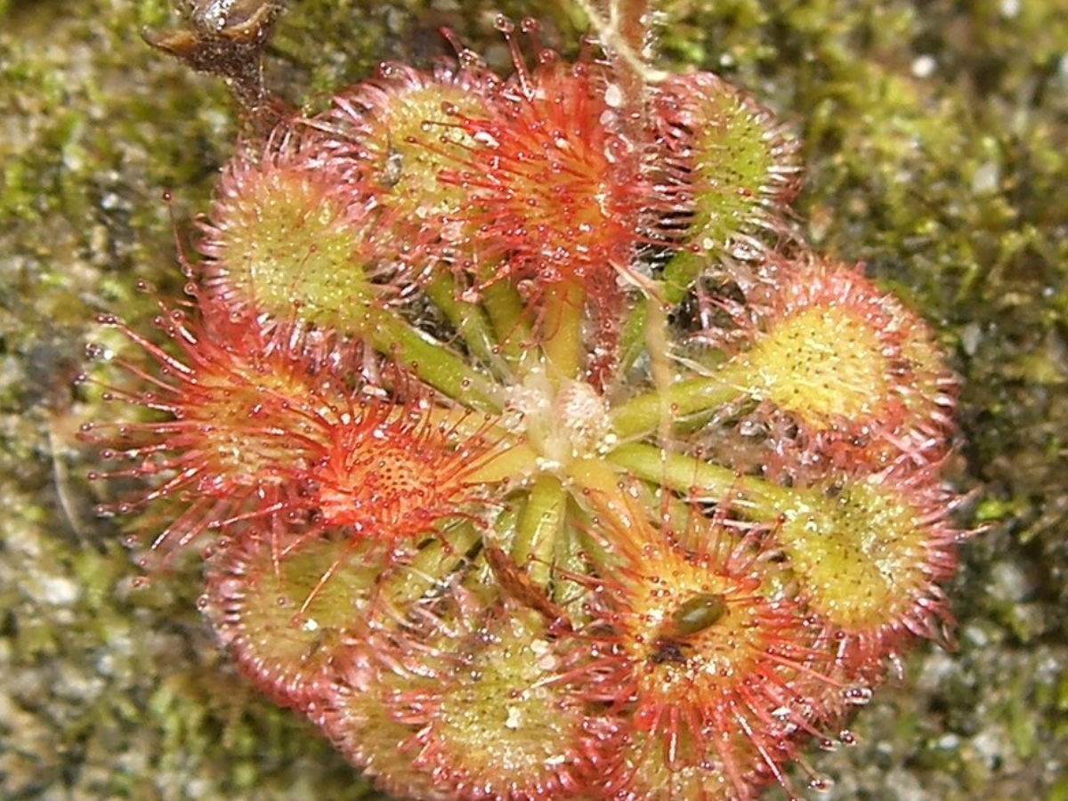 Drosera kaieteurensis