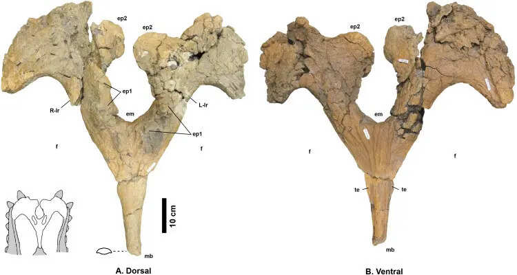 evidence from the Campanian of New Mexico Fig 4 peerj-08-9251-g004