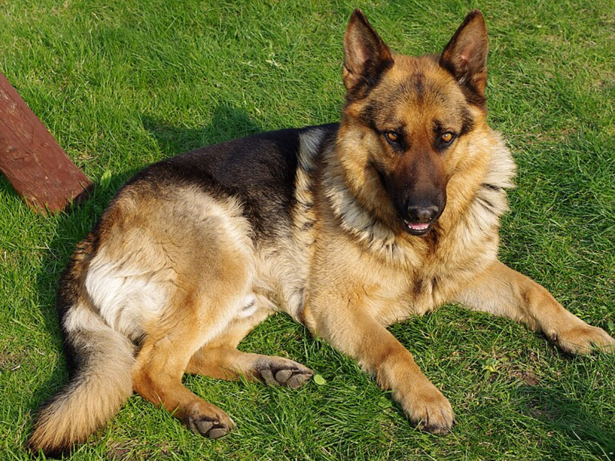Dog