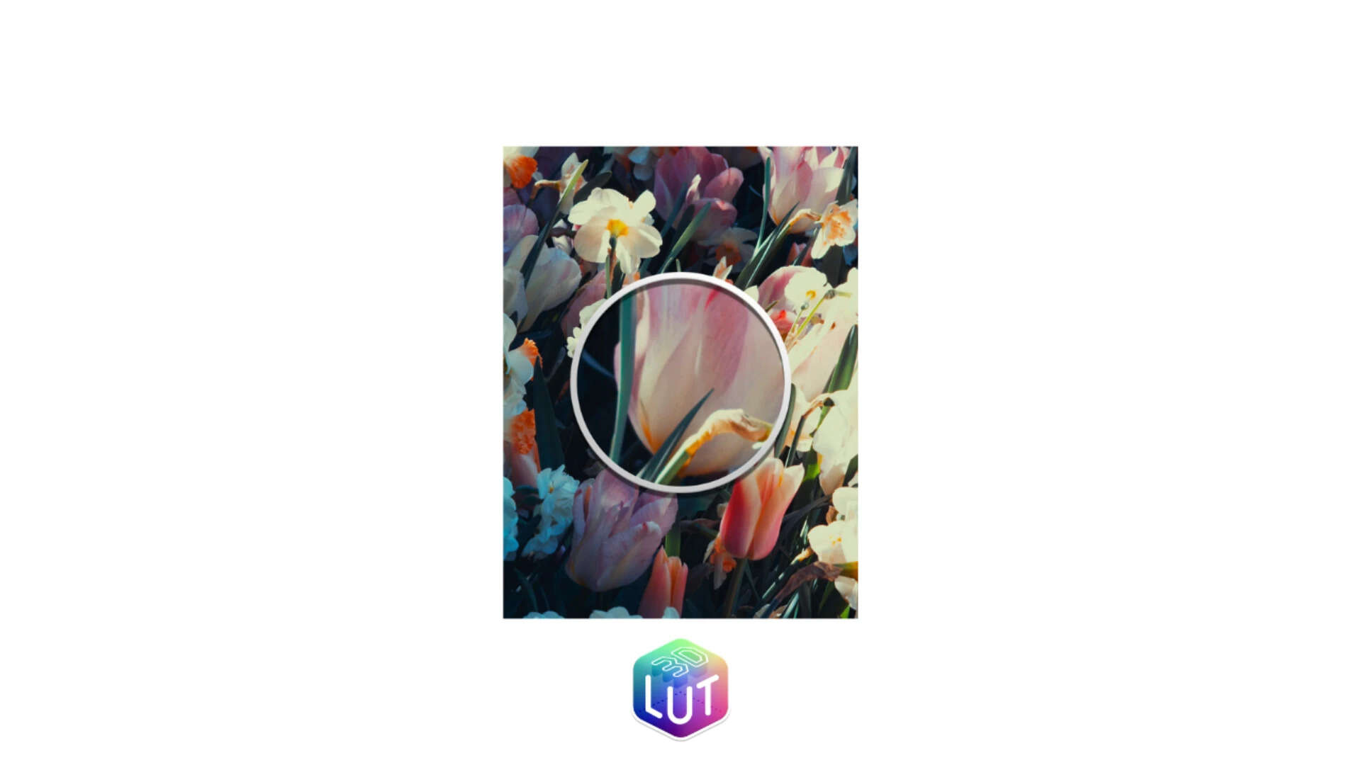 Pick a Style before you shoot and !Camera bakes the colour grade into the image, no editing needed afterwards. (Via Not Boring)