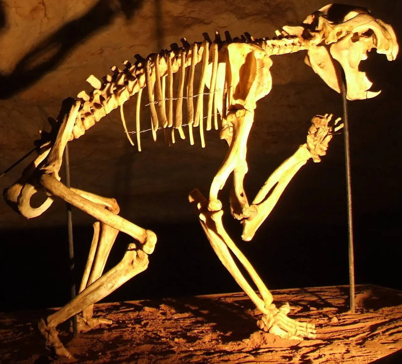 The Anatomy of Thylacoleo carnifex: A Mechanical and Taphonomic Deconstruction