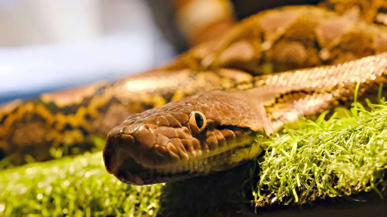 5 snake-filled waters in Australia: From Adelaide River to Brisbane River