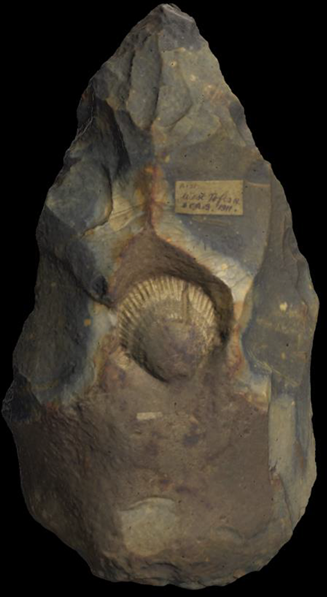 Flint-Acheulean-handaxe-collected-from-West-Tofts-Norfolk-Country-England-in-1911-a