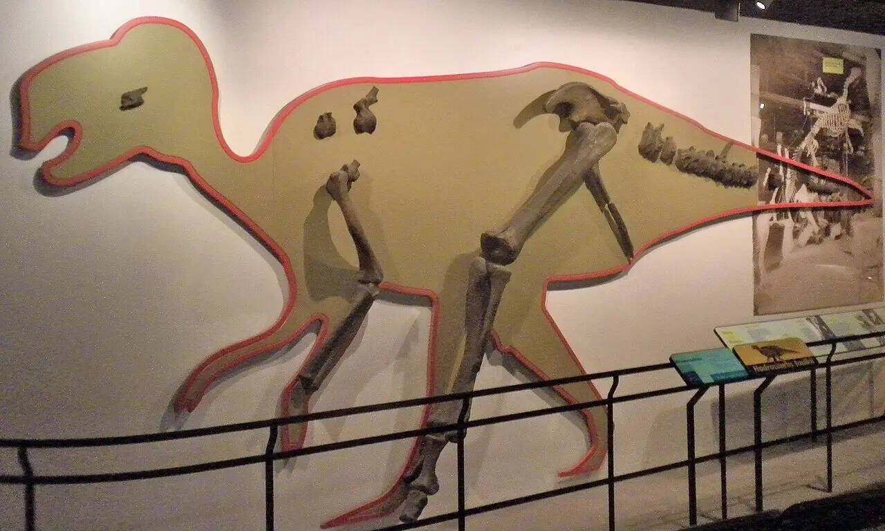 Hadro_bones