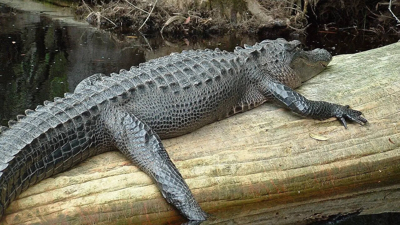 1. American alligator