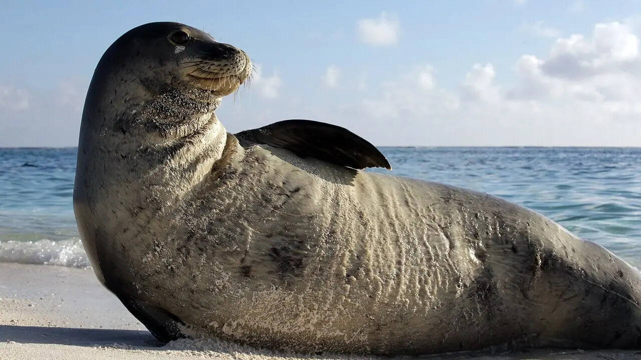 2. Hawaiian monk seal