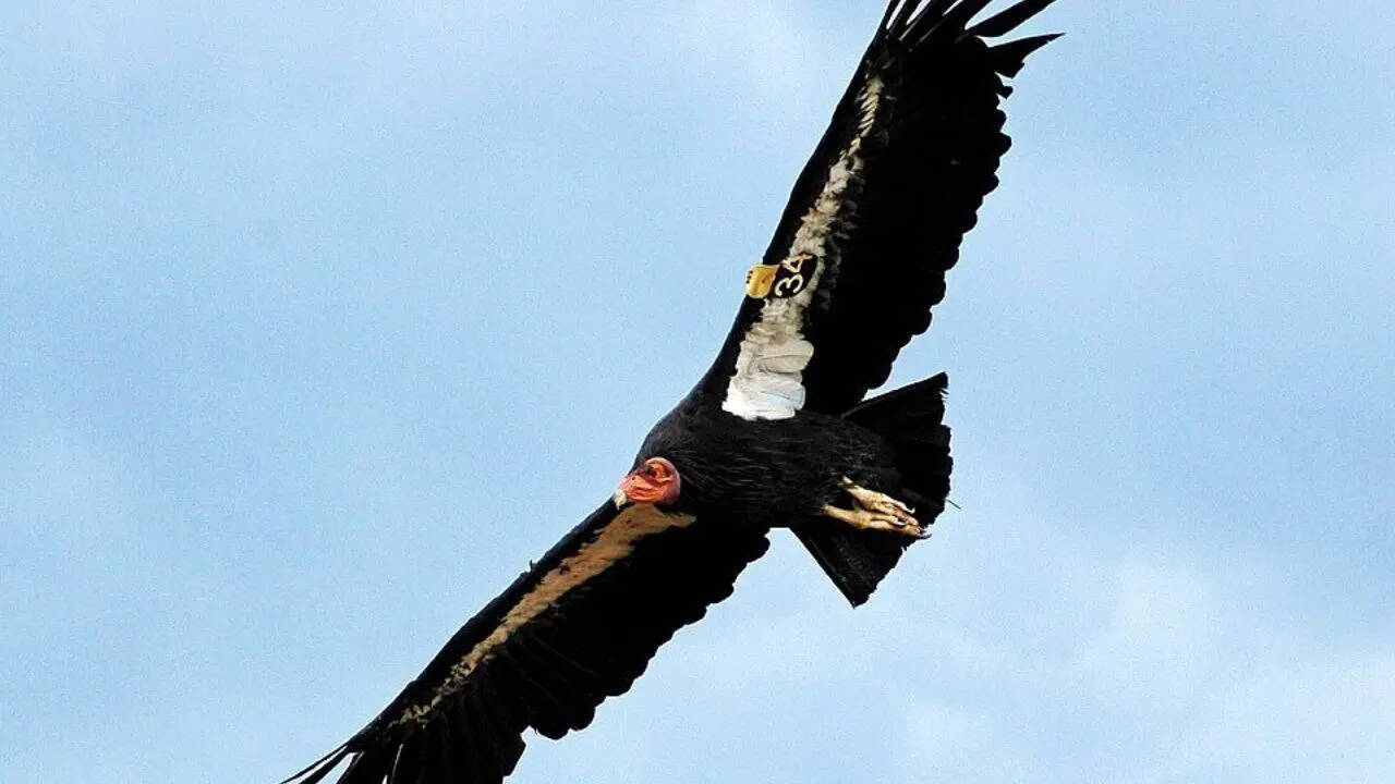 3. California condor