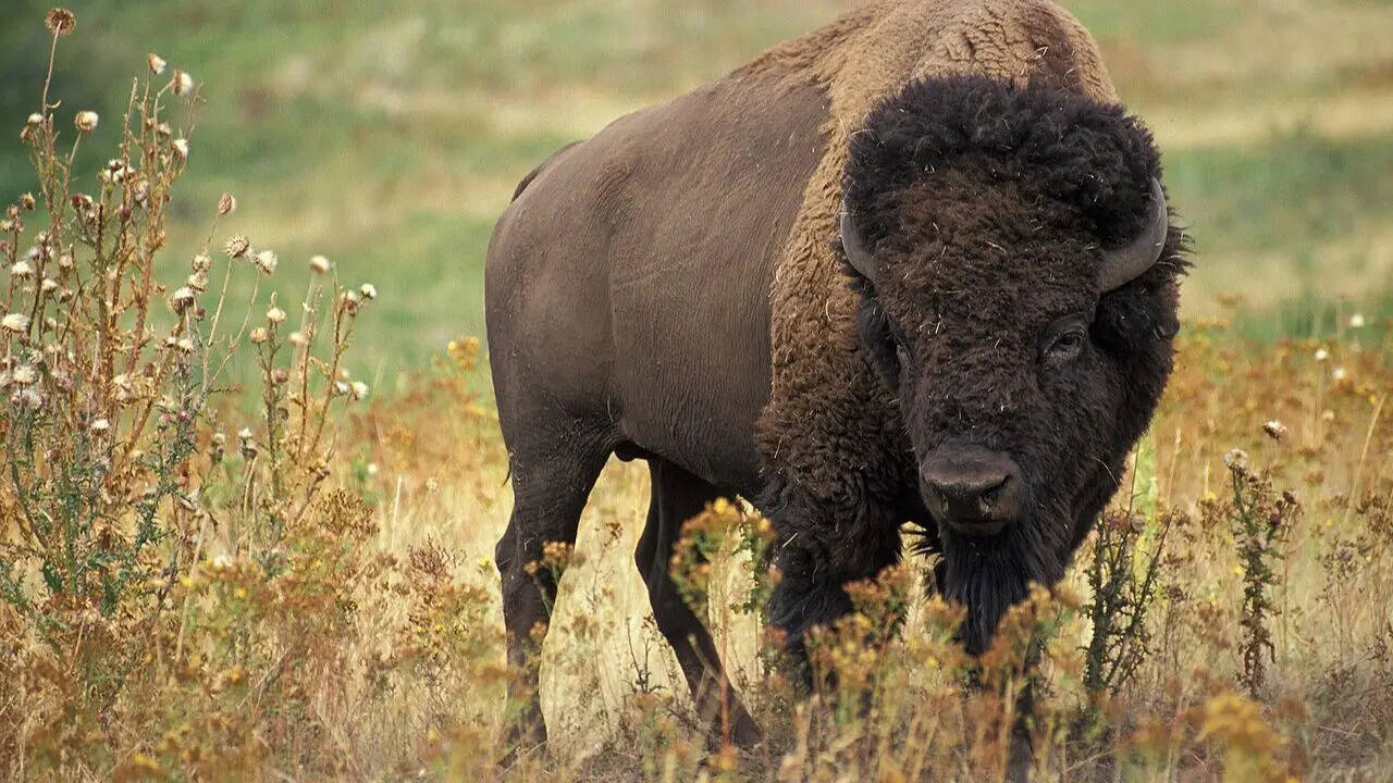4. American bison